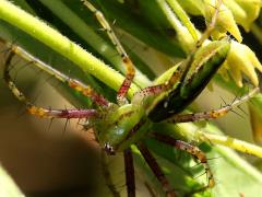 (Green Lynx Spider) lateral