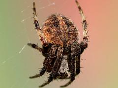 (Spotted Orbweaver) upperside