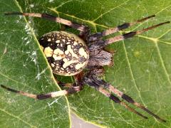 (Western Spotted Orbweaver) dorsal