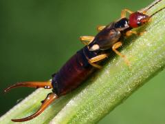 (European Earwig) profile