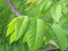 Green Lacewing egg on Black Walnut