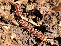 (Greenhouse Millipede) dorsal