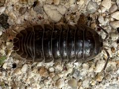 (Nosy Pill Woodlouse) dorsal