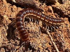 (Greenhouse Millipede) curled