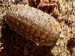 (Rathke’s Woodlouse) dorsal