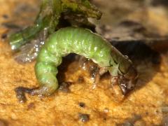 (Netspinning Caddisfly) lateral