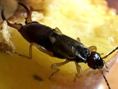 (European Earwig) male dorsal