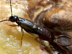 (European Earwig) male lateral