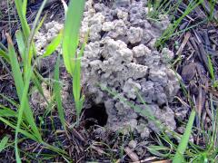 (Prairie Crayfish) chimney