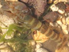 (Snapping Shrimp) dorsal