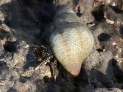 (Zebra Hermit Crab) crawling