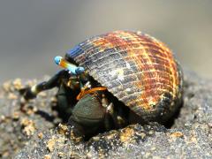 (Seurat's Hermit Crab) crawling