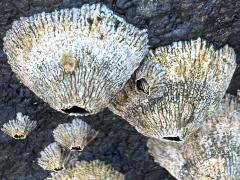 (Tetraclita Volcano Barnacle) profile