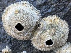 (Tetraclita Volcano Barnacle) top