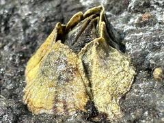 (Striped Barnacle) profile