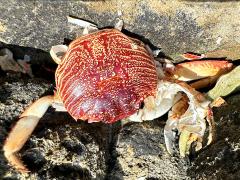 (Thin-shelled Rock Crab) dorsal