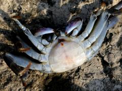 (Mottled Lightfoot Crab) ventral