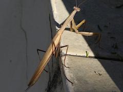 (European Mantis) lateral