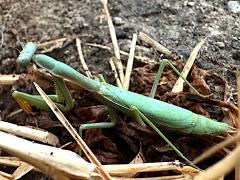 (Mediterranean Mantis) dorsal