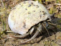 (Thinstripe Hermit Crab) walking