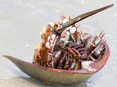 (Atlantic Horseshoe Crab) ventral