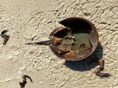 (Atlantic Horseshoe Crab) eaten