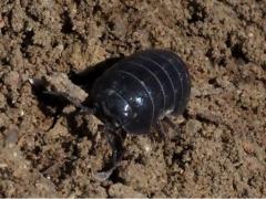 (Common Pill Woodlouse) head