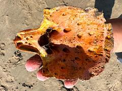 (California Spiny Lobster) shell underside