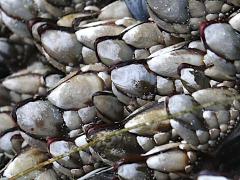 (Gooseneck Barnacle) pylon