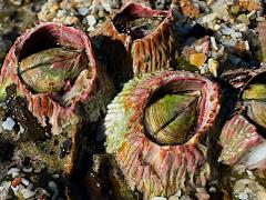 (Pink Volcano Barnacle) colony