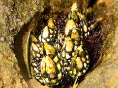 (Gooseneck Barnacle) colony