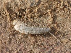 (Lepismatidae Silverfish) dorsal