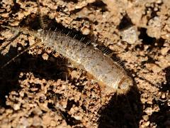 (Ctenolepisma Silverfish) dorsal