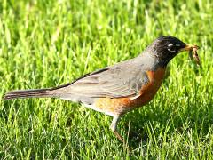 (American Robin) feeding