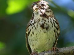 (Song Sparrow) caterpillar