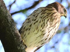 (Cooper's Hawk) juvenile belly