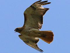 (Red-tailed Hawk) crying