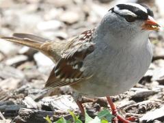 (White-crowned Sparrow) frontal