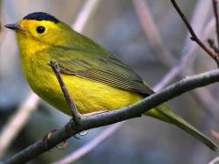 (Wilson's Warbler) male perching