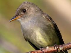 (Eastern Wood-Pewee) perching