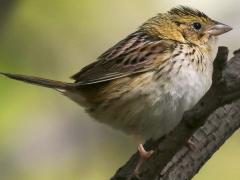 (Henslow's Sparrow) perching