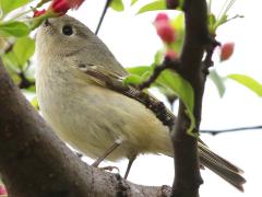 (Ruby-crowned Kinglet) flowers