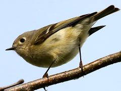 (Ruby-crowned Kinglet) perching