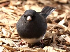 (Dark-eyed Junco) male front