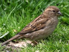 (House Sparrow) female