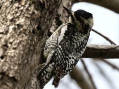 (Yellow-bellied Sapsucker) female dorsal