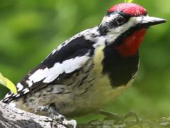 (Yellow-bellied Sapsucker) male front