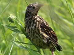 (Red-winged Blackbird) fledgling