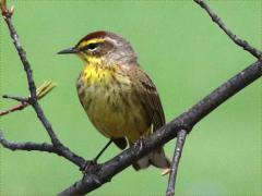 (Palm Warbler) front