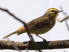 (Palm Warbler) perching